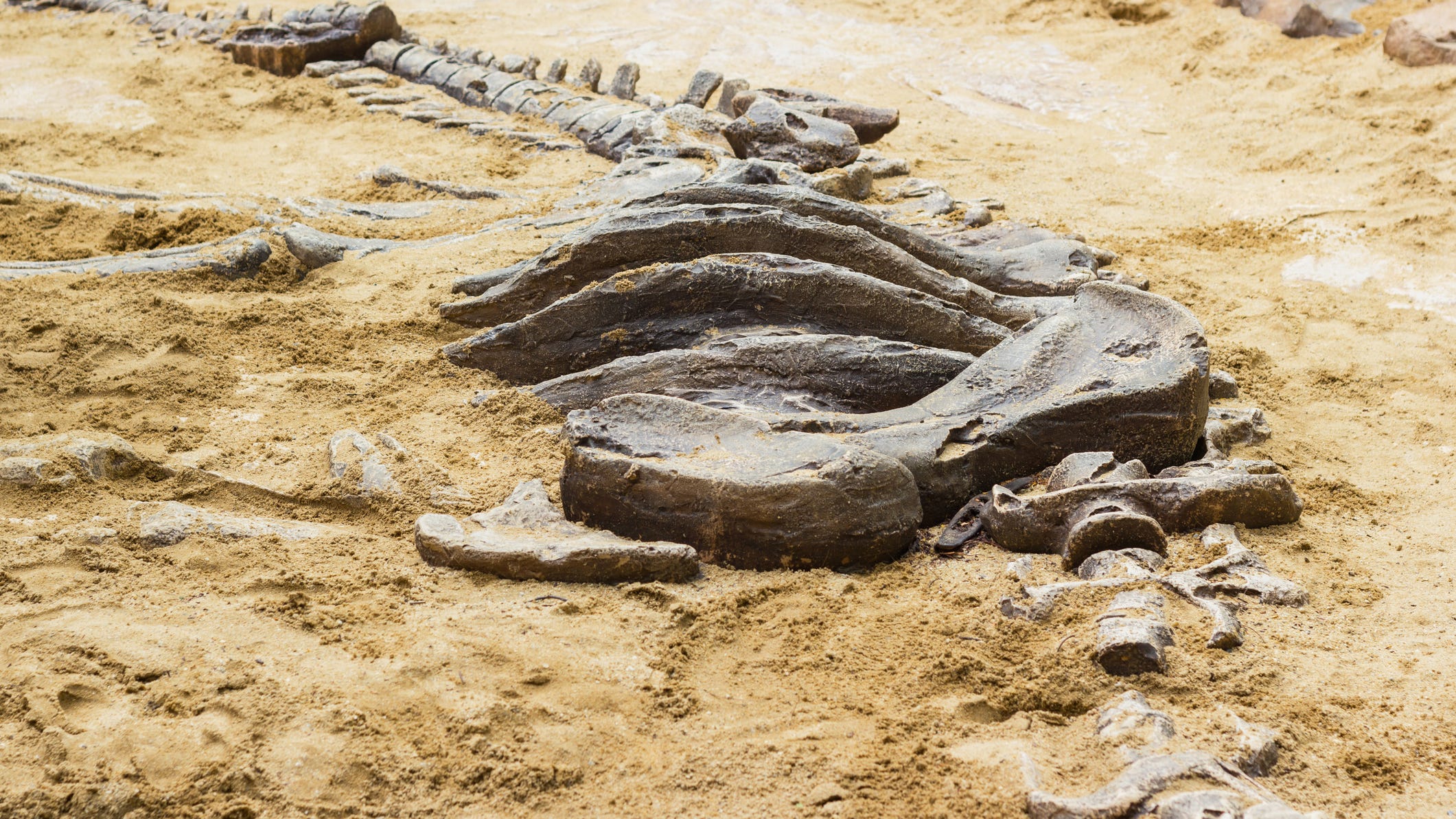 Dinosaur bones from species never uncovered before found in Missouri