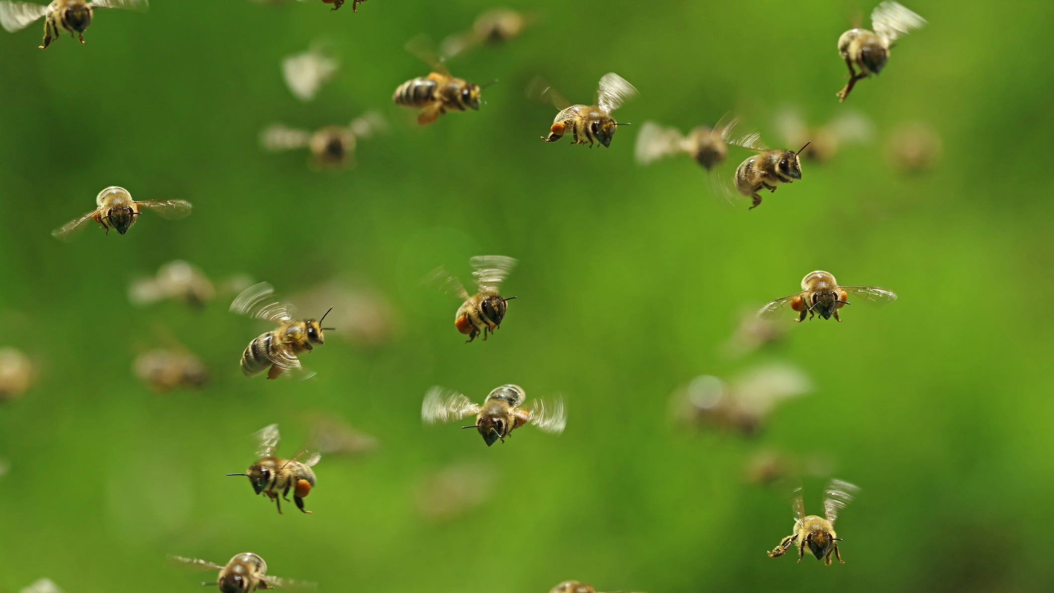 Woman tries to fight eviction and cops with a swarm of bees