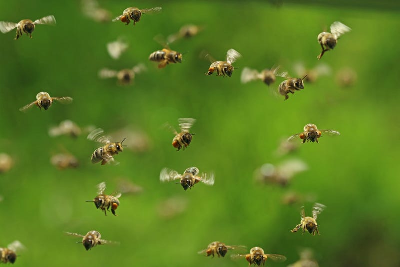 Swarm of bees stock photo. 