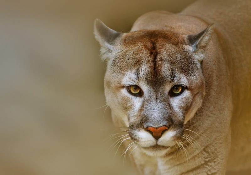 The North Bay has been startled by two mountain lion sightings this month, part of a growing trend.