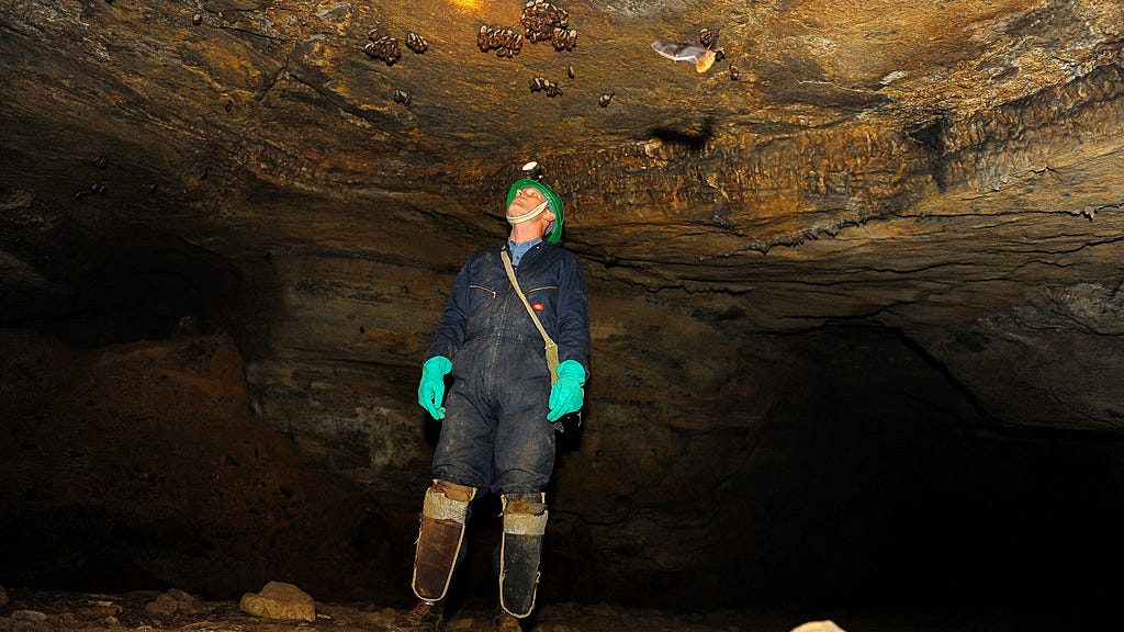 Texas Parks & Wildlife testing bats for a life-threatening fungus