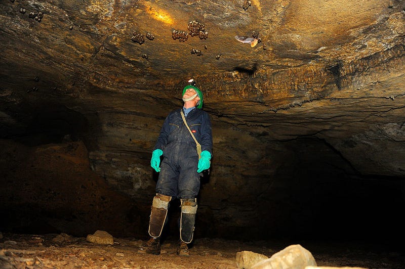 bats in a cave