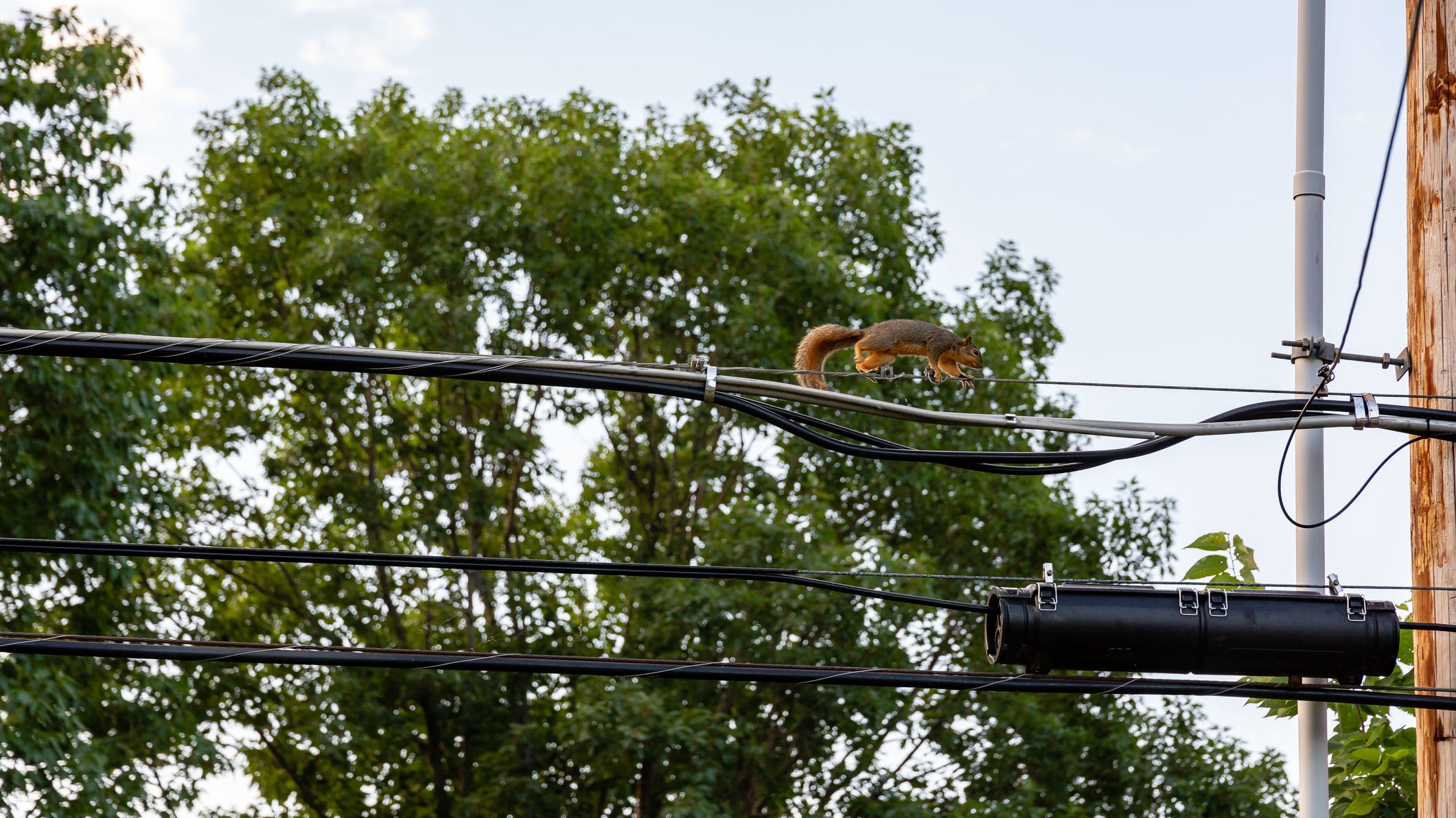 Why did thousands lose power in Warren on Thursday? Apparently, a squirrel is to blame