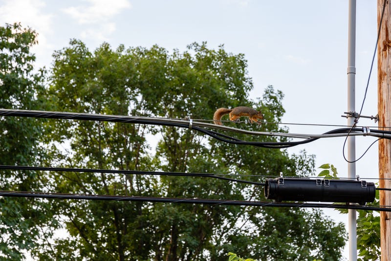 Squirrel on power line