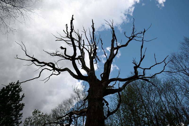 dead trees