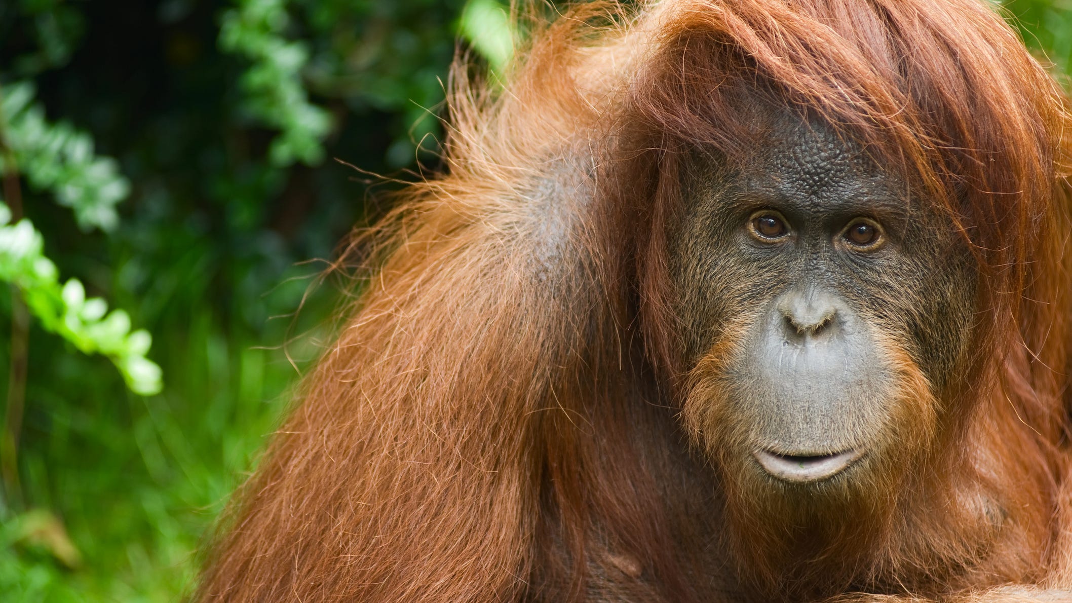 WATCH: Orangutan wears sunglasses after tourist drops them in zoo enclosure