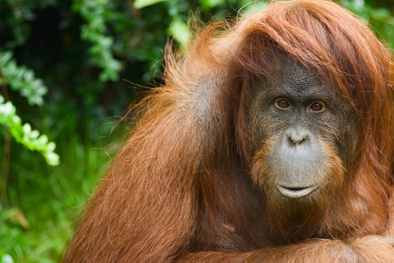 Orangutan