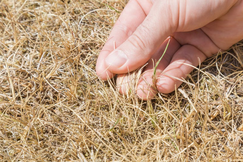 Drought Conditions