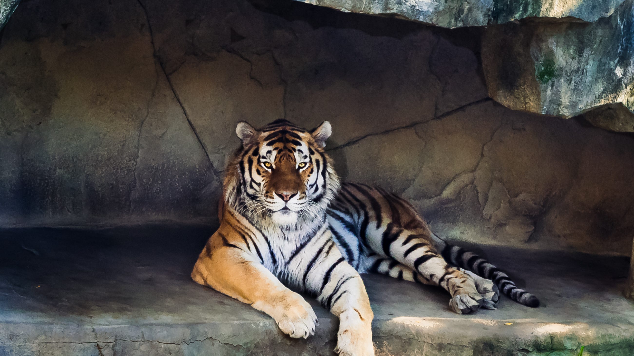 Tiger at Columbus Zoo dies of COVID-19