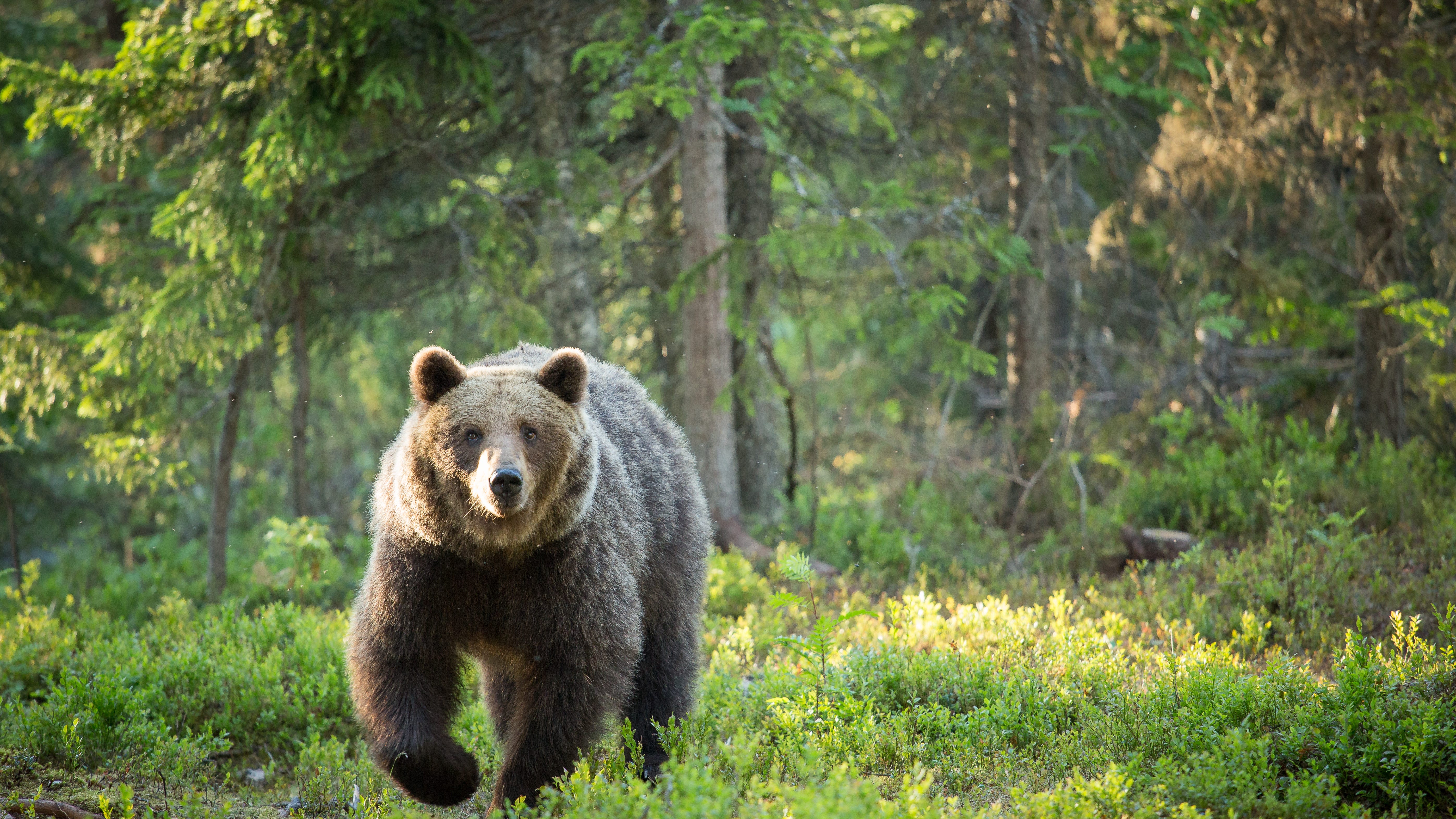 Man shoots bear after it breaks into his house late at night