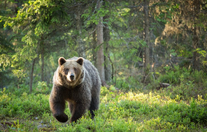 Bear