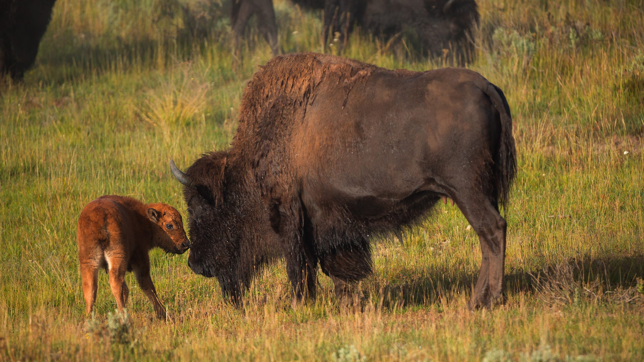 Baby bison euthanized at Yellowstone National Park after an interaction with a visitor