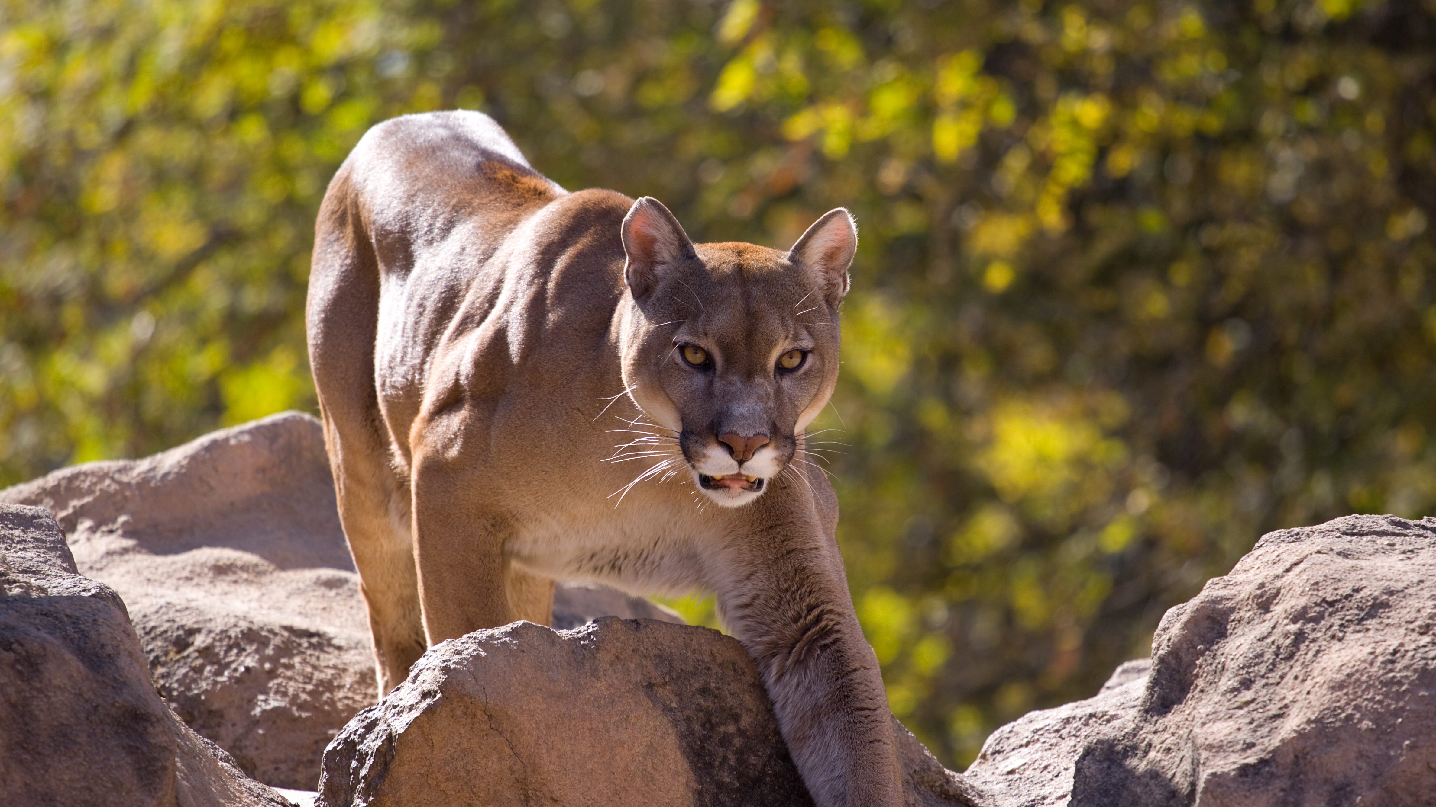Mountain lion being tracked by Illinois DNR was near Springfield