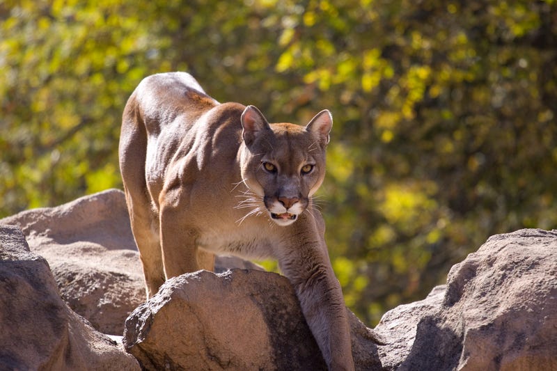 mountain lion