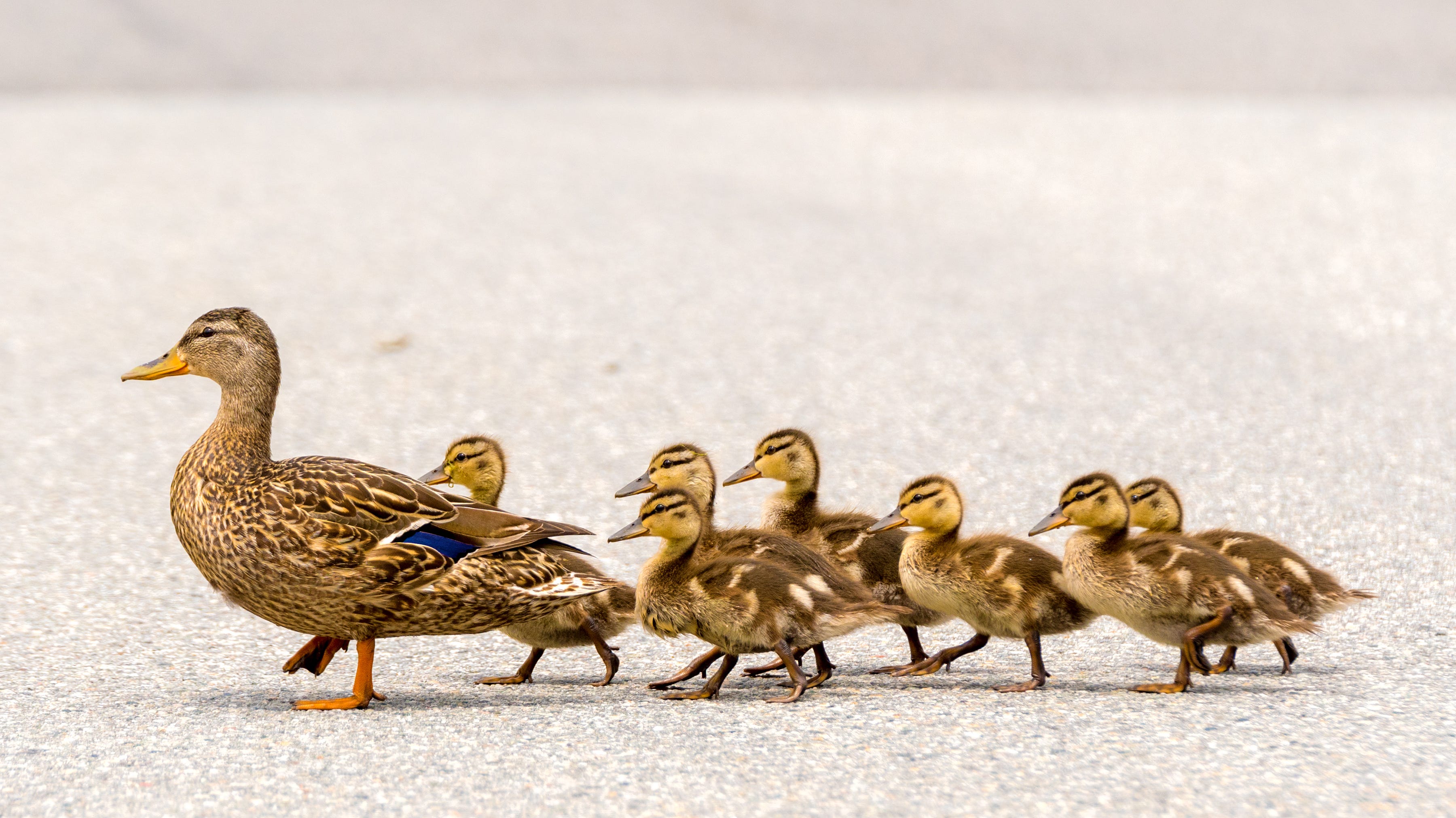Rocklin man killed after helping ducks cross the road