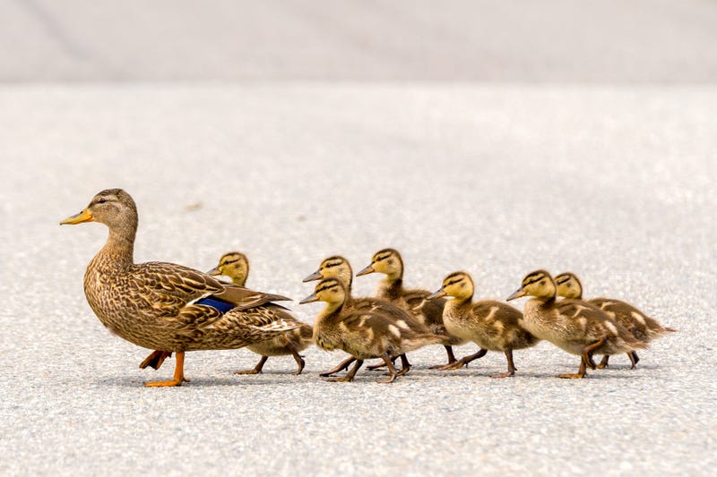 ducks crossing road