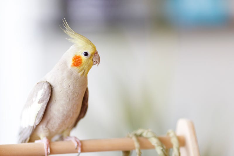 cockatiel