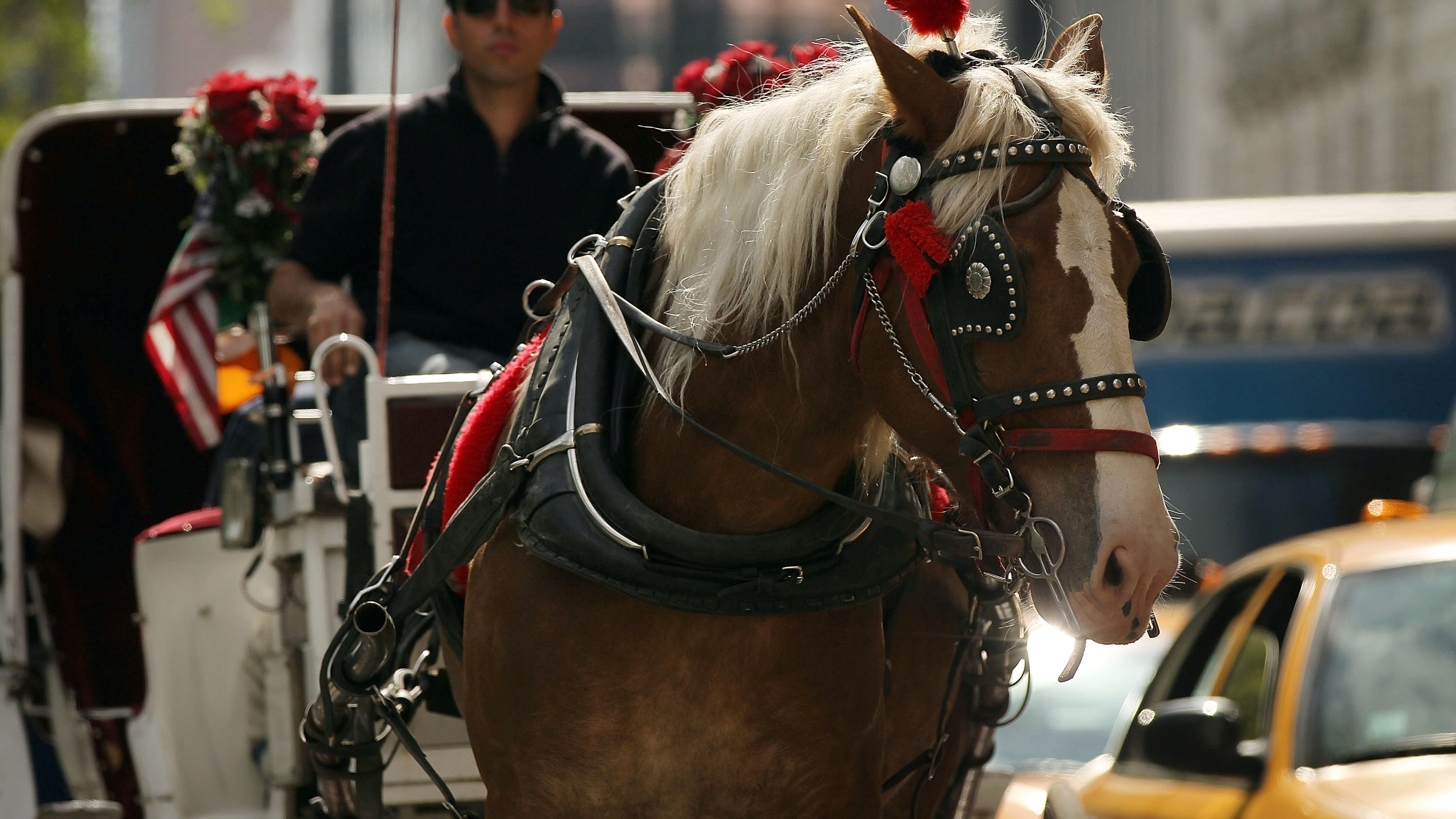 Central Park carriage horse dies of colic during heatwave as City Council considers ban