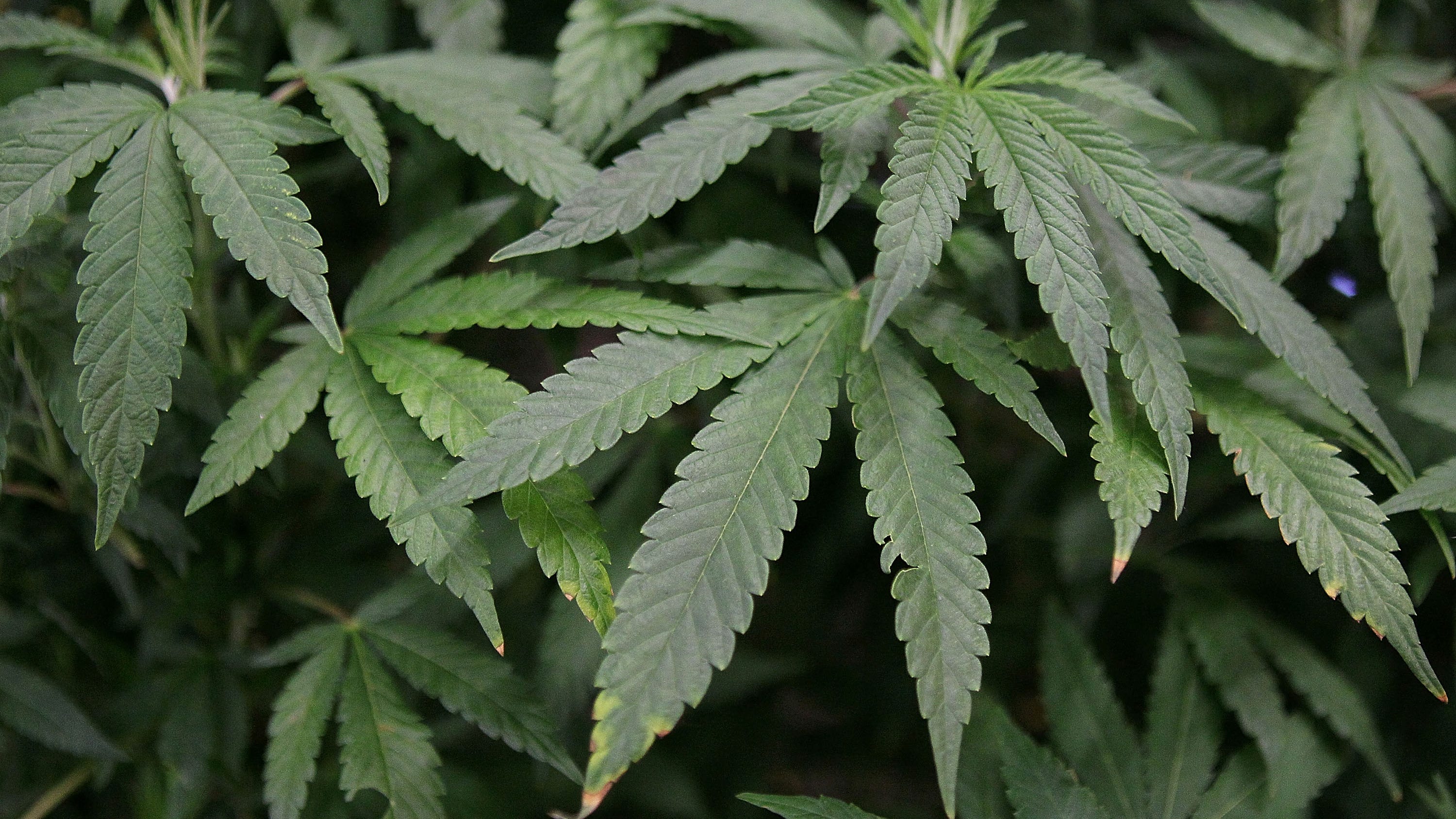 Lanzan Asociación Latina de Cannabis en Nueva York