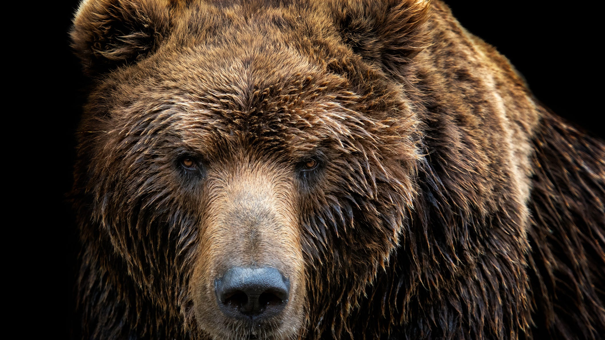 Two college students left viciously mauled by Wyoming bear