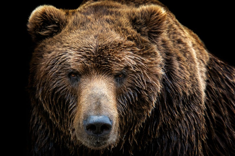 Grizzly bear.