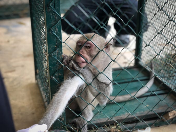 MONKEYS