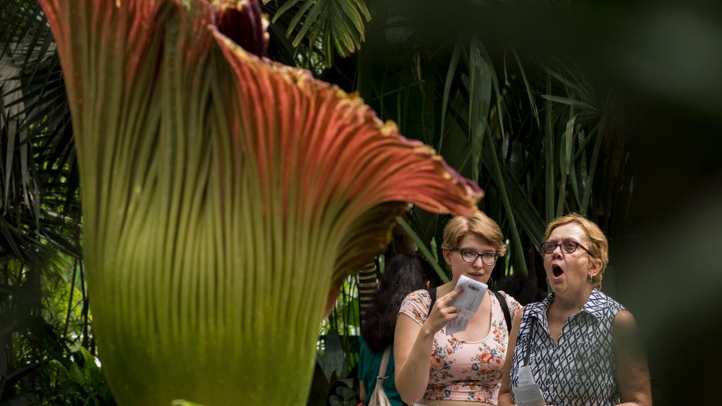 VIDEO: 7-foot plant that smells like death expected to bloom soon