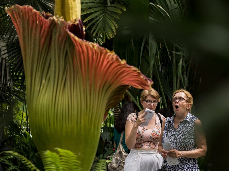 Corpse flower