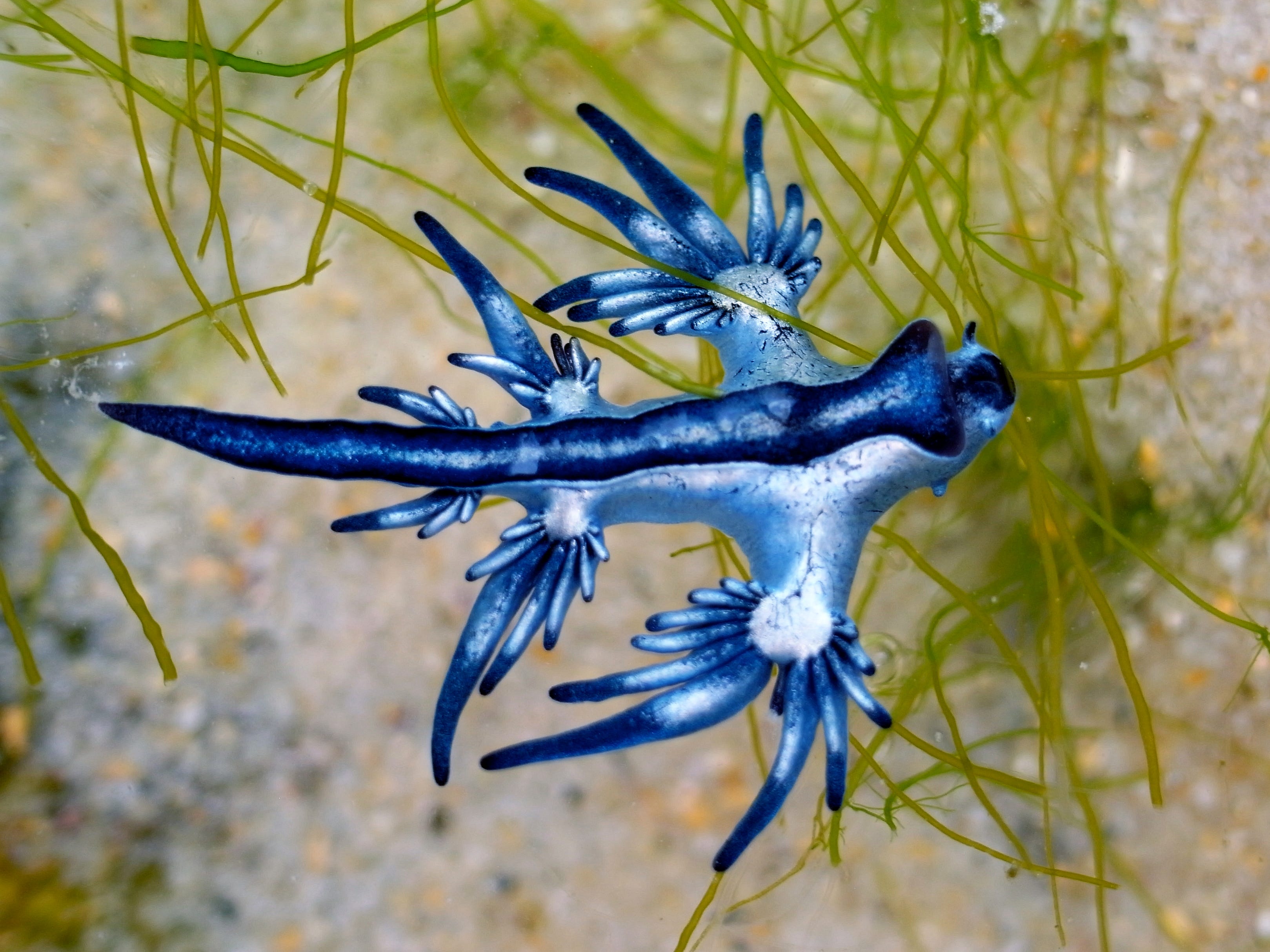 Venomous 'blue dragons' washing up on South Texas beaches during spring break