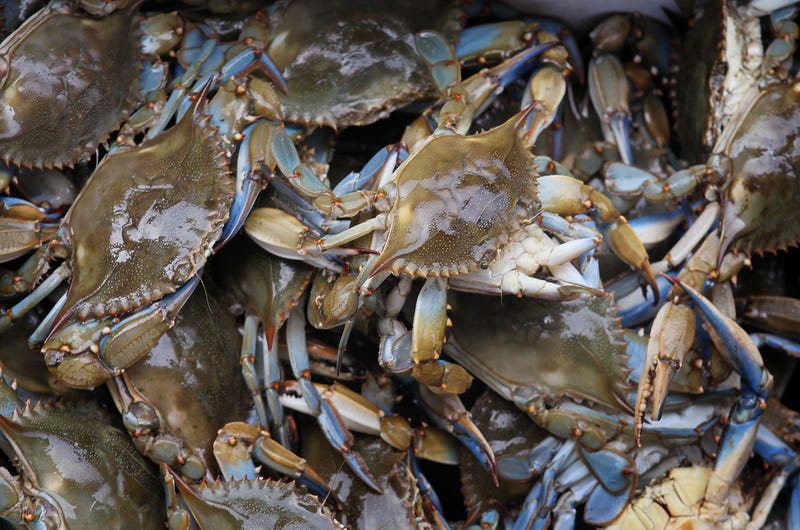 blue crab harvest