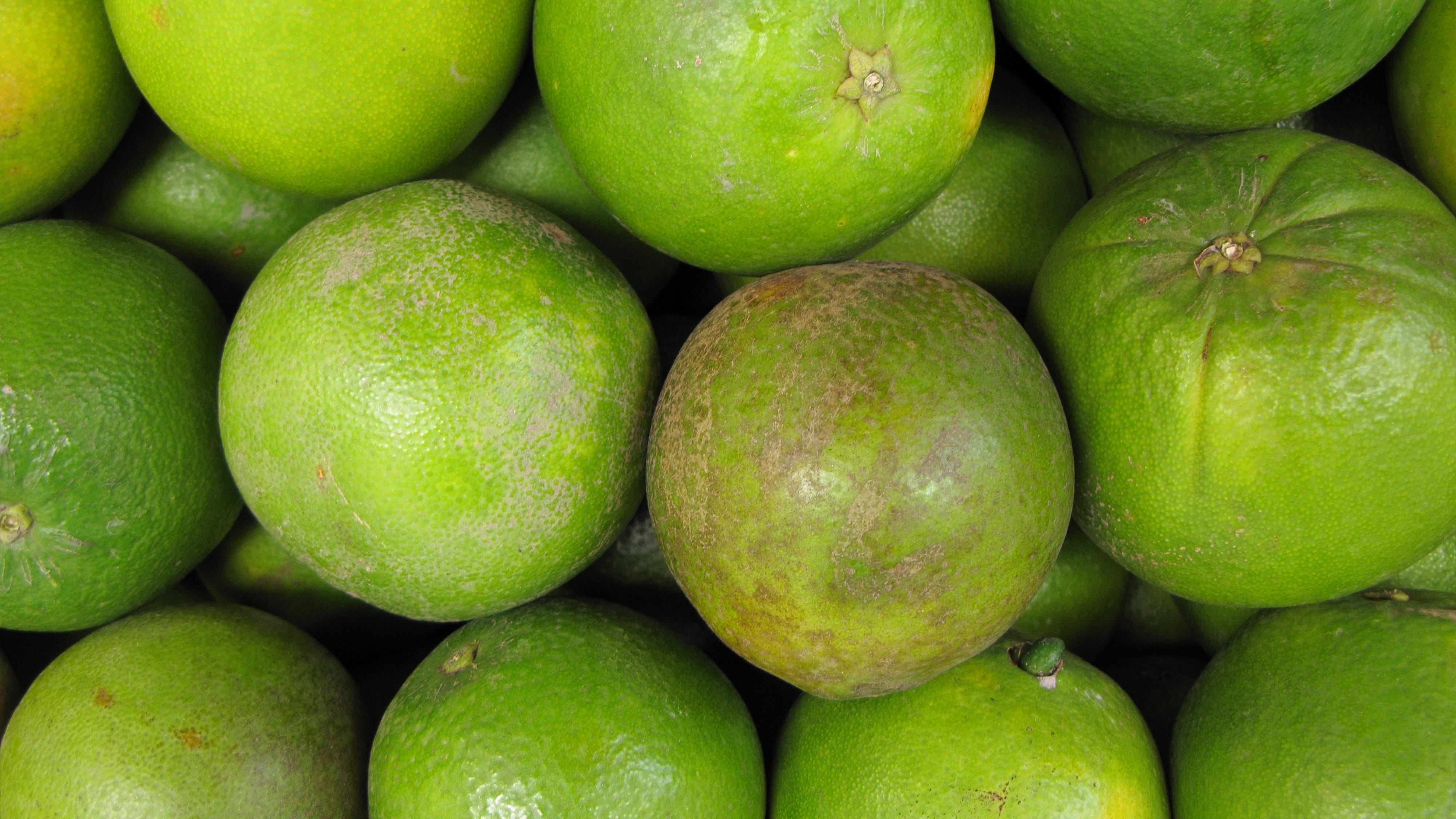 Disease threatens citrus trees in Southern California