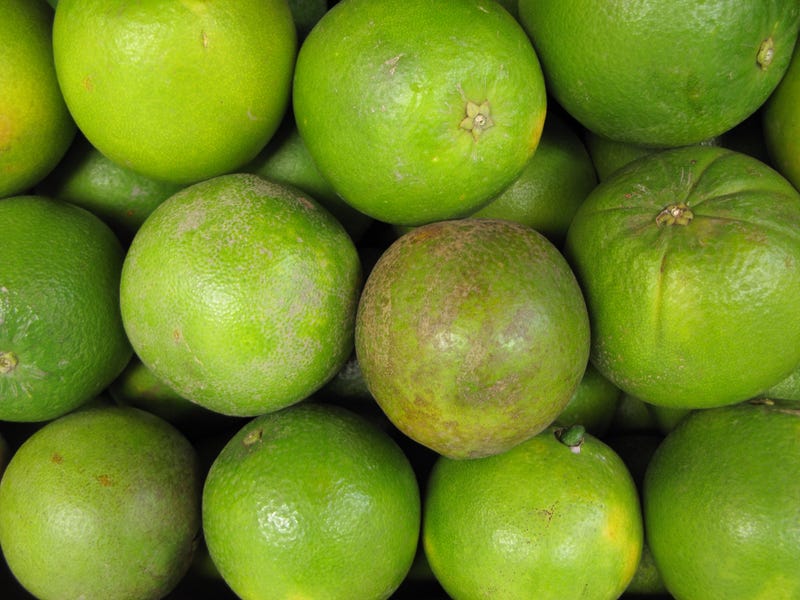 Disease threatens citrus trees in Southern California