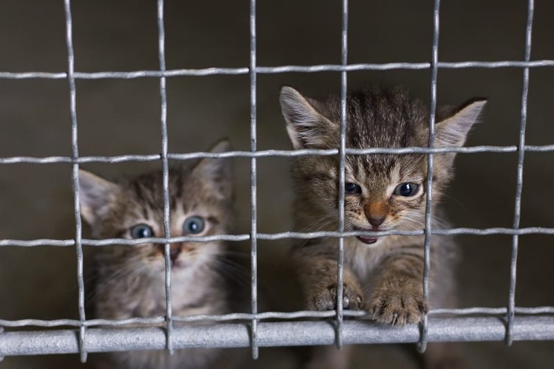 Two cats in a kennel at an unspecified location and date.
