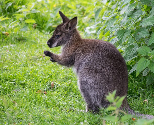 wallaby