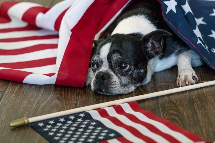 US 4th of July American Dog on Independence Day wrapped up in a large American Flag and holding a small American flag on the brown floor