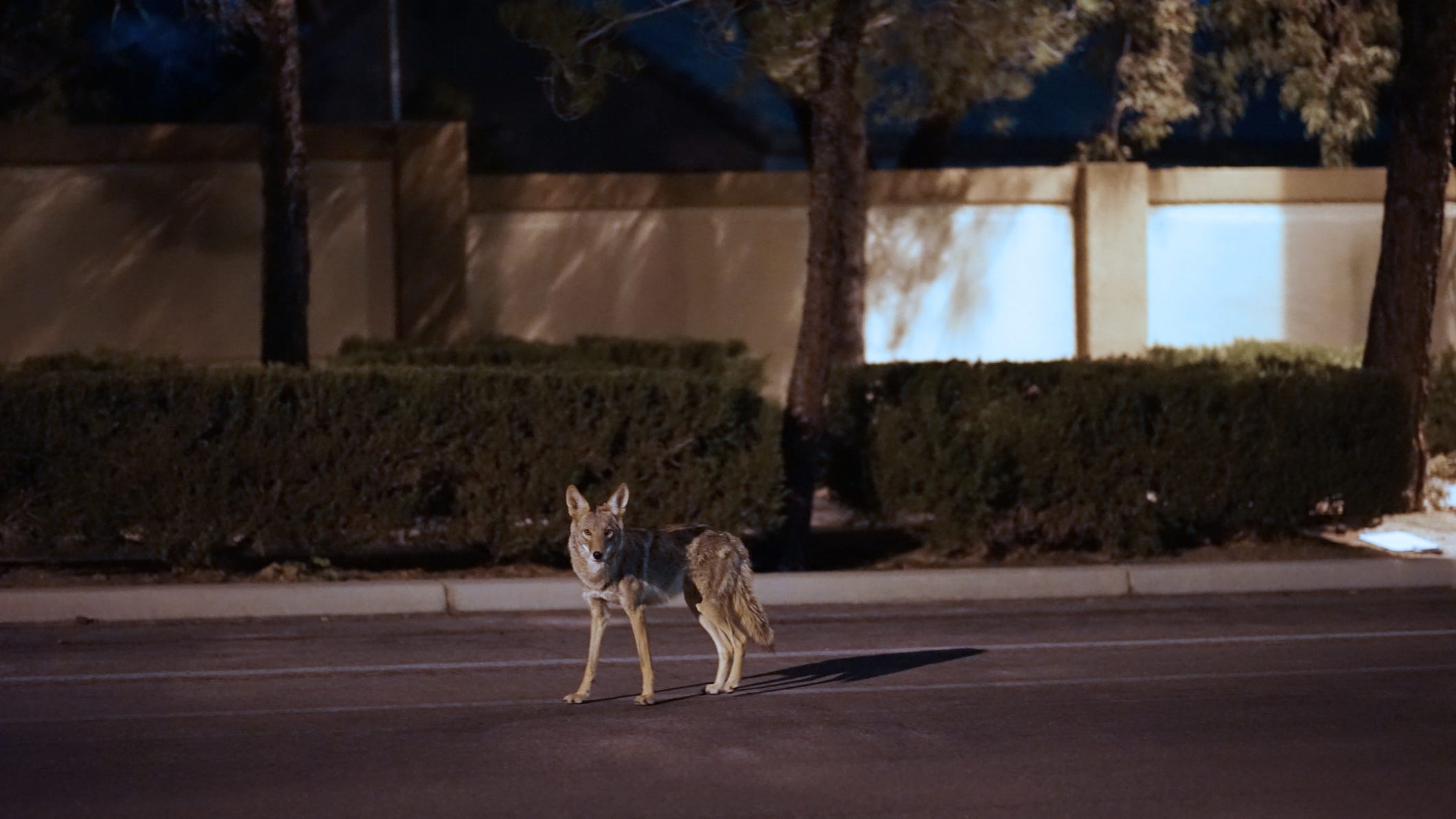 Dallas to review proposed rule against feeding coyotes