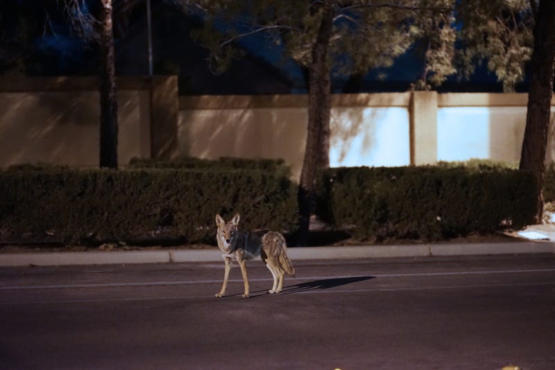 Bedford tracking an increase in coyote sightings