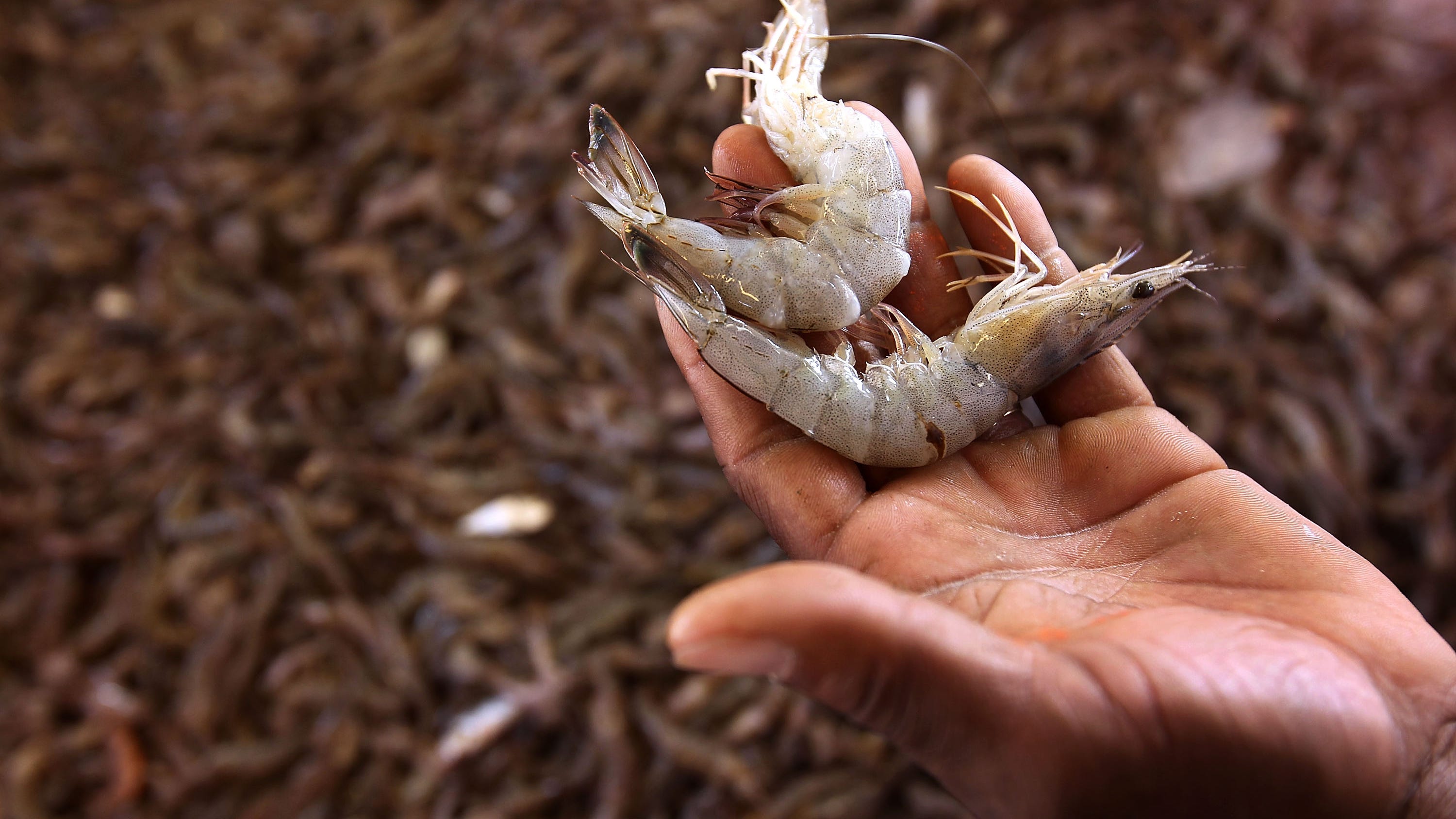Congress to debate bill on seafood safety