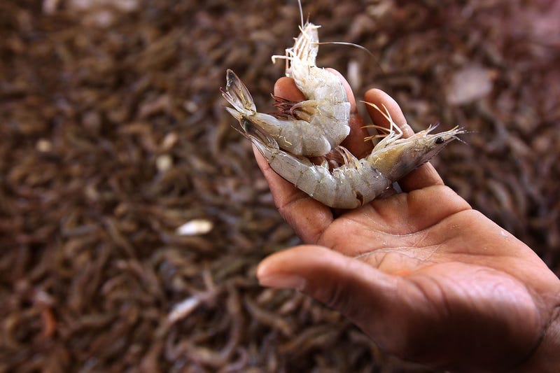 shrimp 