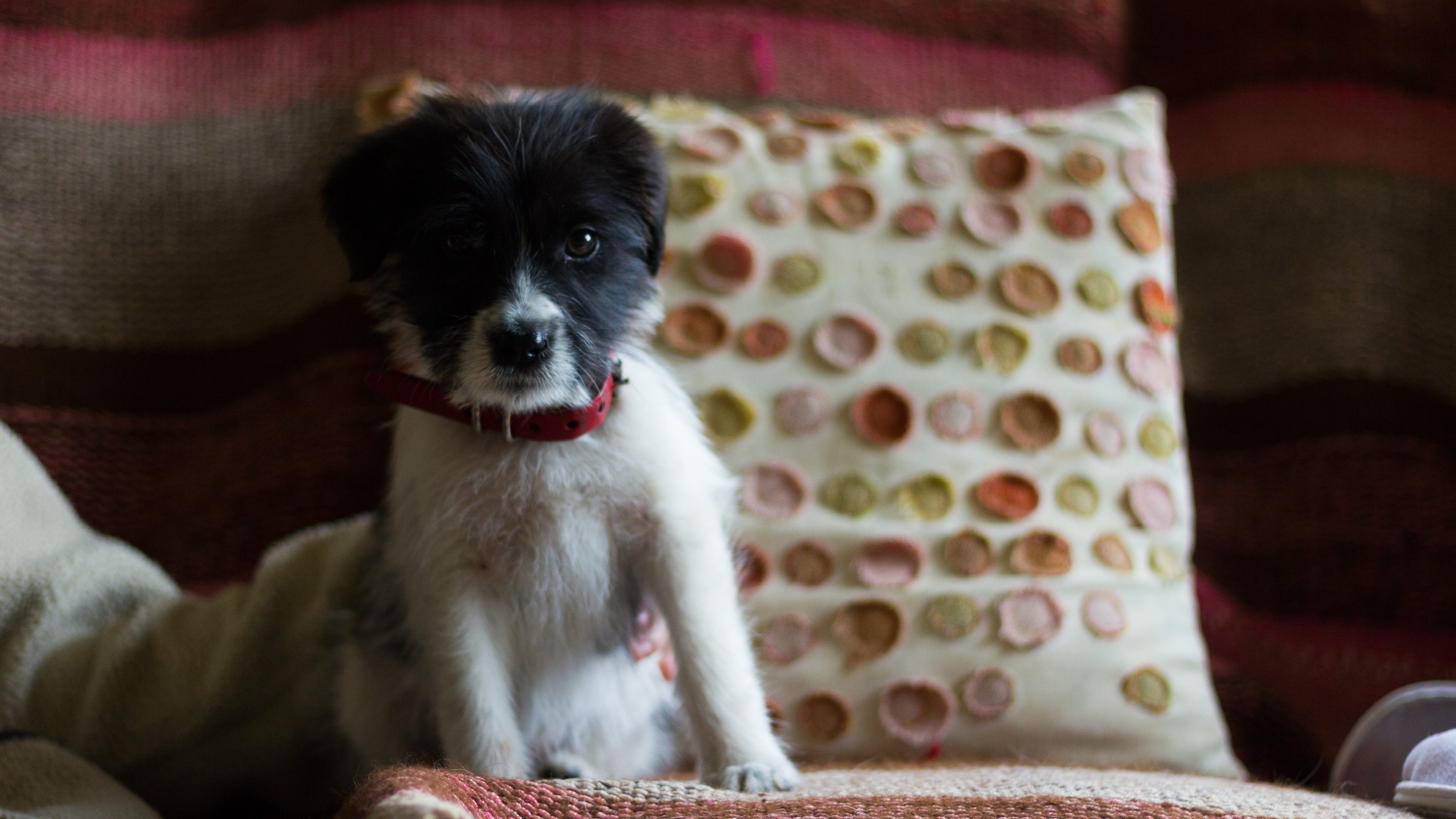 Philly animal care groups looking for a few (hundred) good fosters
