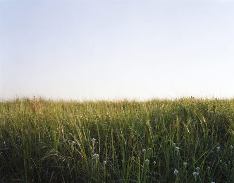 Tall grass
