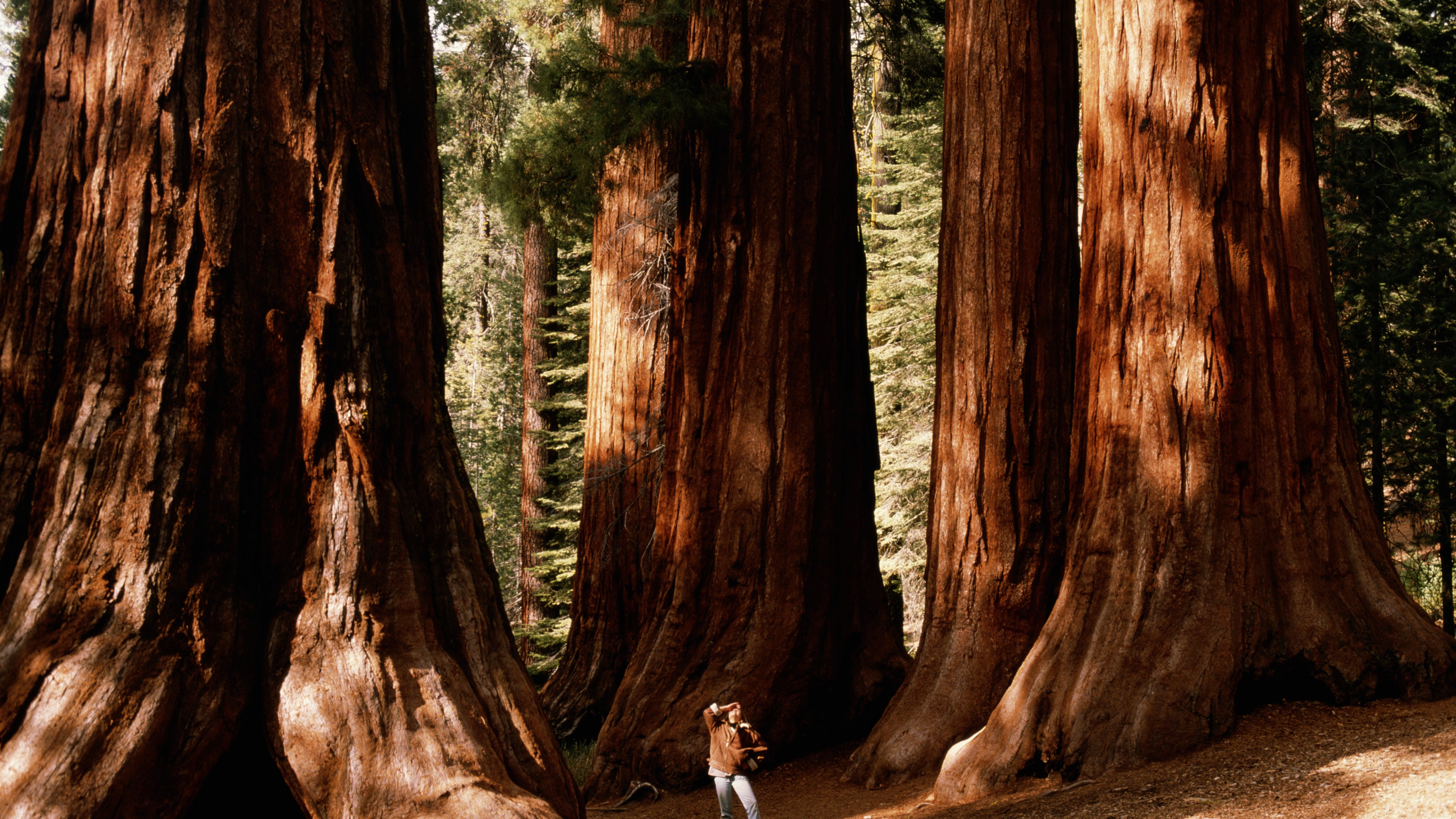 Yosemite's Mariposa Grove reopens more than three months after costly wind storm