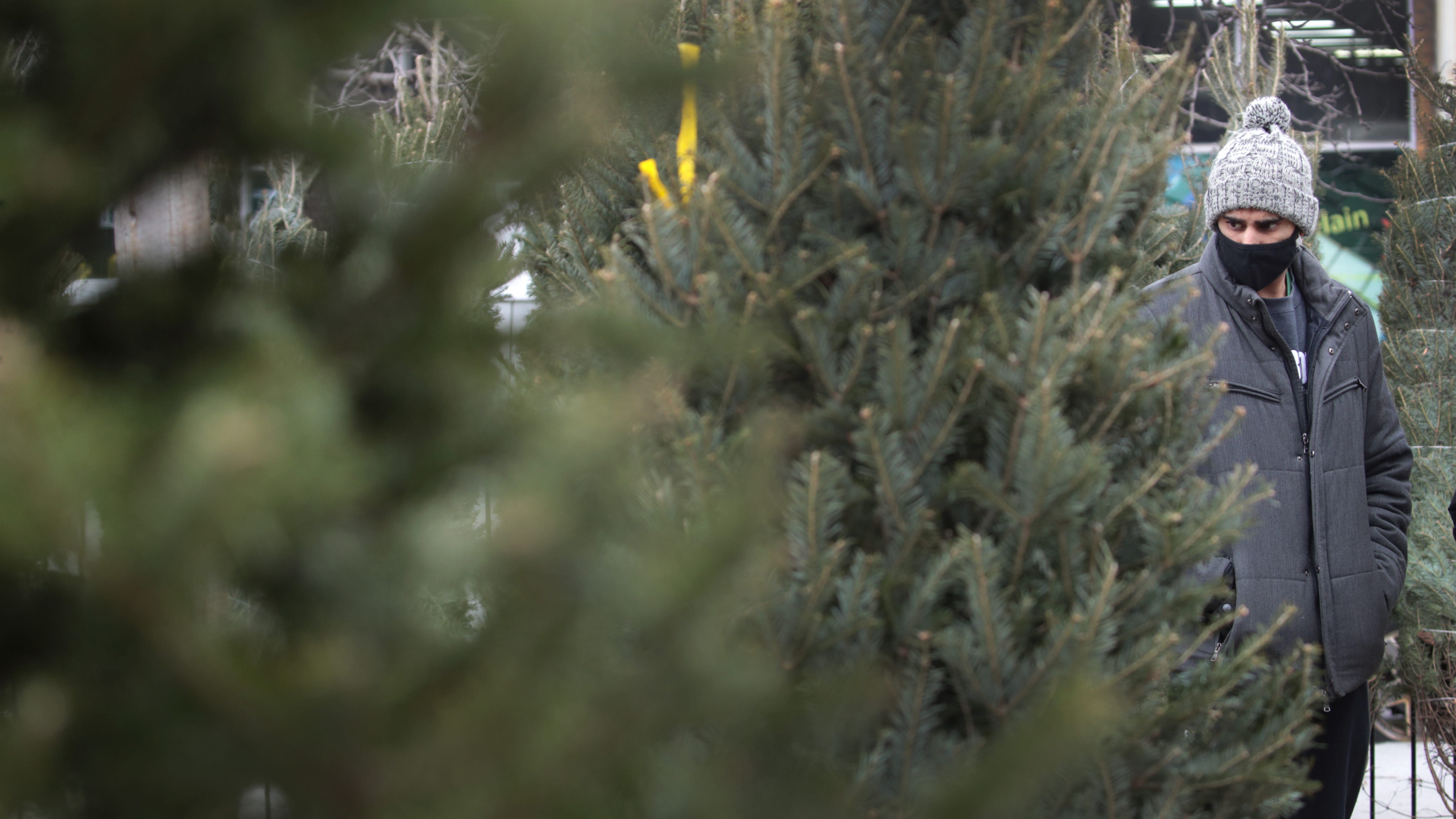Better to order Christmas tree ASAP as supply chain issues continue