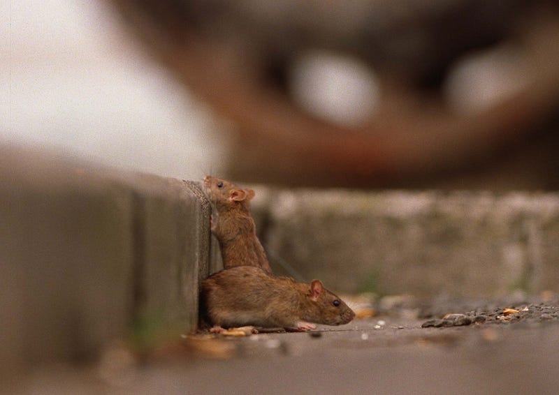 rats Orkin ranking