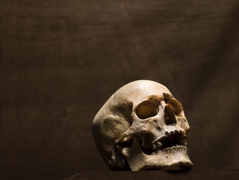 Human Skull
