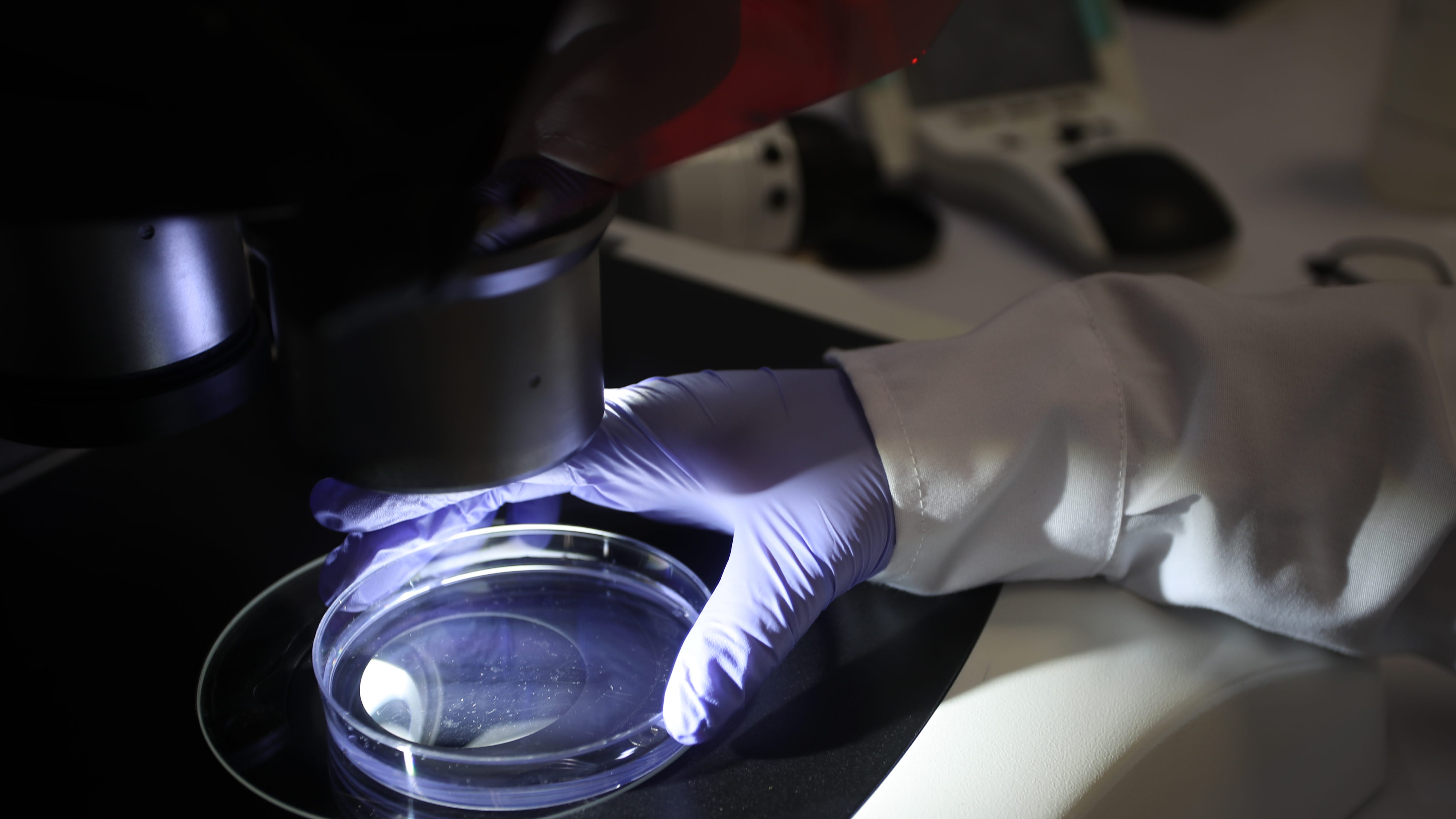 Northwestern University scientists find treatment for spinal cord injuries through new study