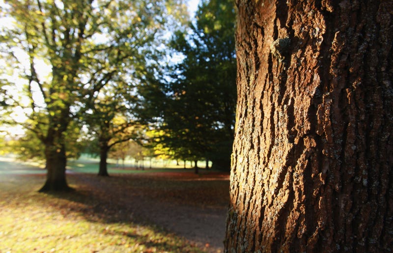 trees