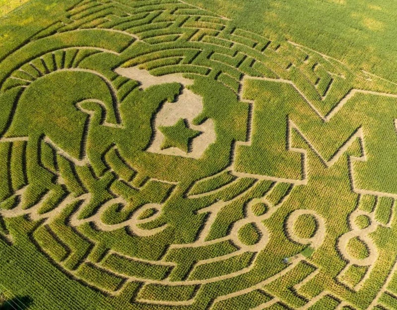 MSU vs. Michigan corn maze design