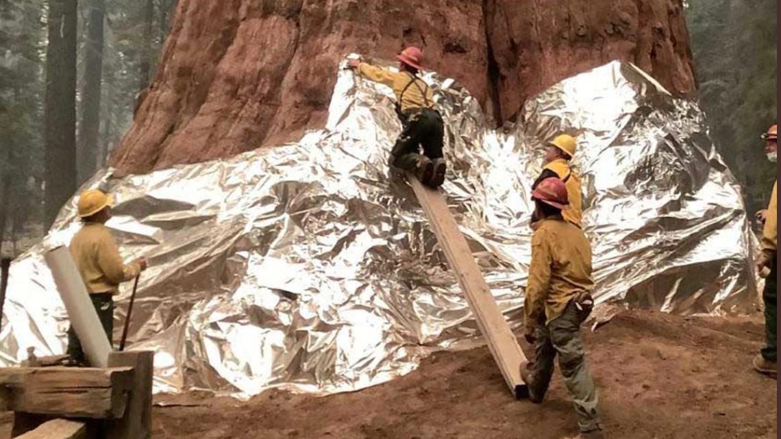 Aluminum shields protect Yosemite sequoia grove from growing wildfire