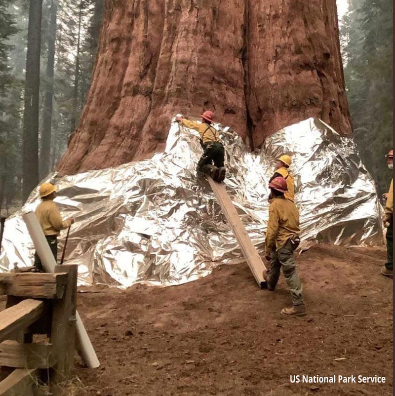 In an effort to protect the massive sequoias in Yosemite from the Washburn Fire they are wrapping the trees in a tinfoil-like material developed by the company Firezat.